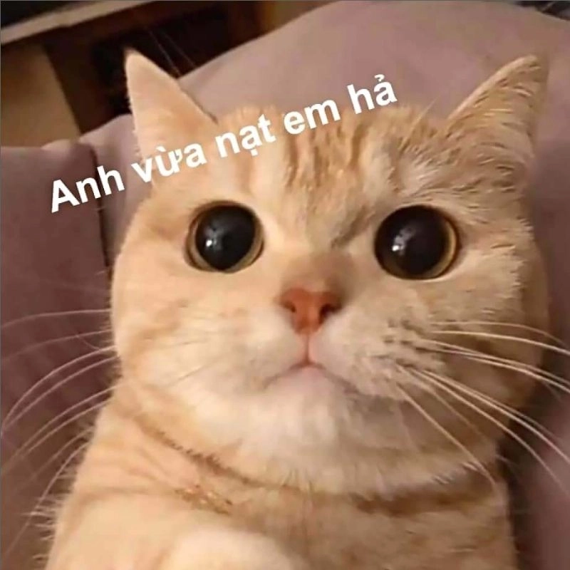 B S u T p nh Meme Vui Nh n Khi n B n C i Kh ng Ng t B S u T p nh Meme Vui Nh n Khi n B n C i Kh ng Ng t