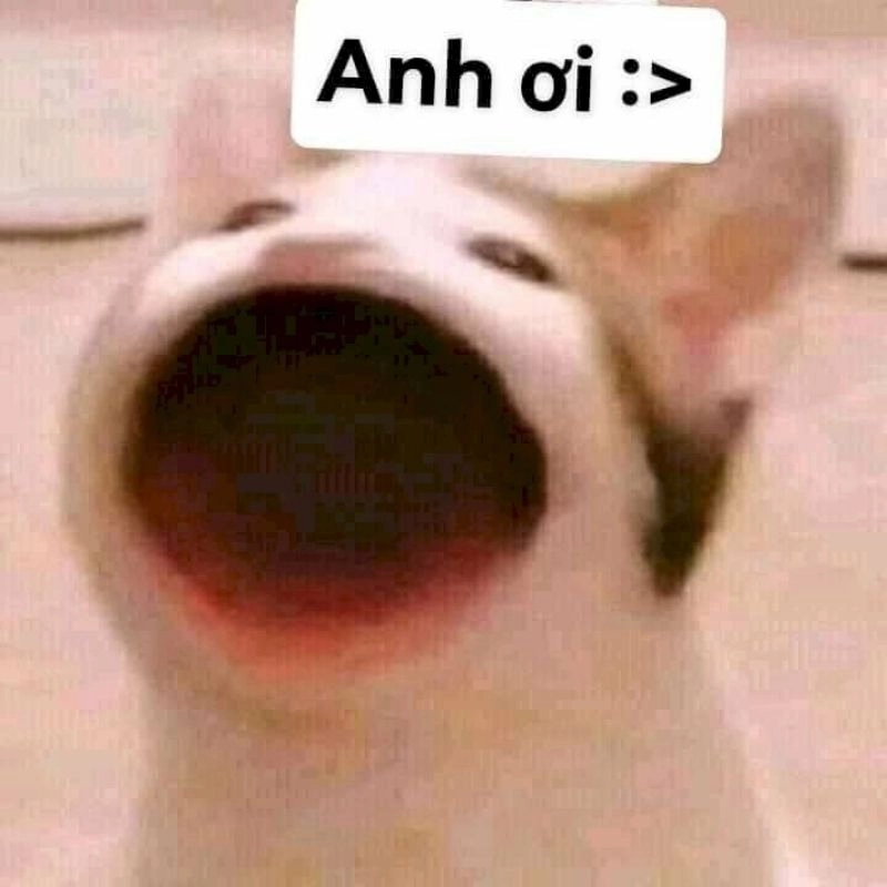 B S u T p nh Meme Vui Nh n Khi n B n C i Kh ng Ng t B S u T p nh Meme Vui Nh n Khi n B n C i Kh ng Ng t