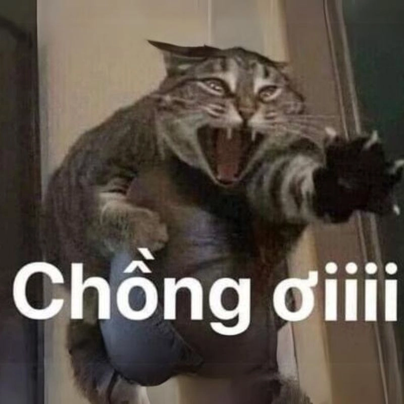 Cảm nhận niềm vui ngập tràn với vui quá meme đáng yêu này