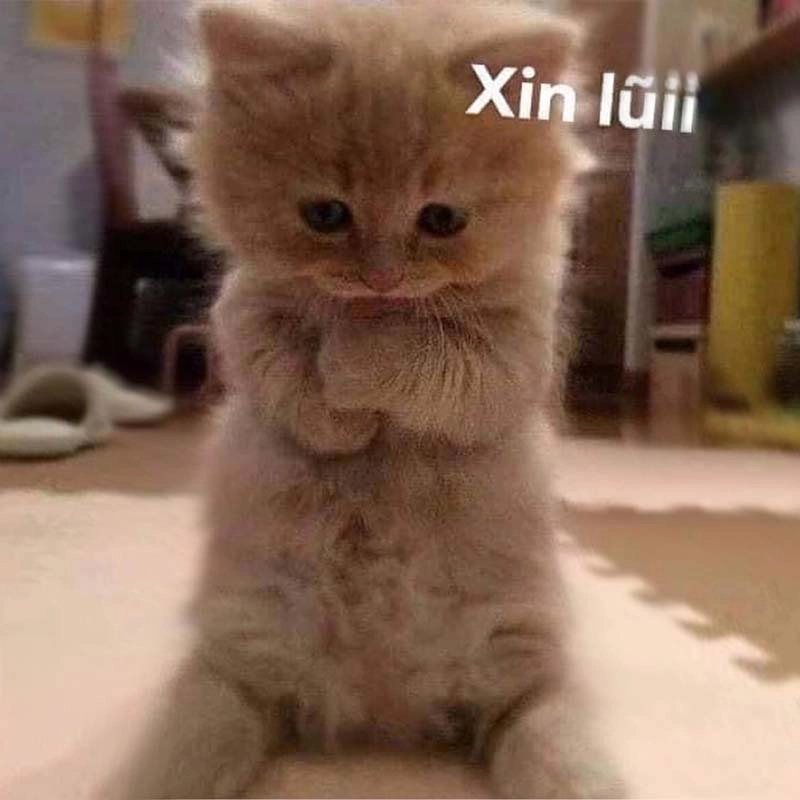 Lời xin lỗi ngộ nghĩnh qua meme xin lỗi mà