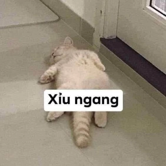 Ảnh mèo meme cute dễ thương, biểu cảm không thể cưỡng