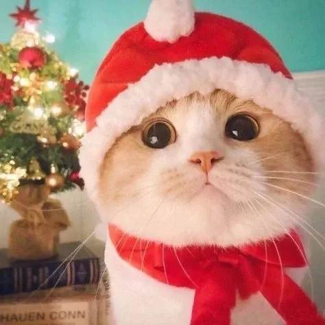 Thêm avatar mèo noel meme để làm cho trang cá nhân của bạn thêm phần dễ thương