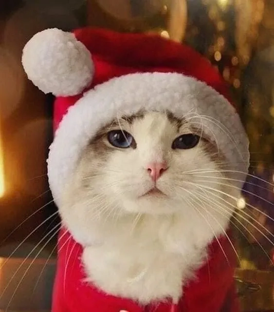 Cat noel meme là hình ảnh không thể thiếu trong mùa lễ Noel năm nay