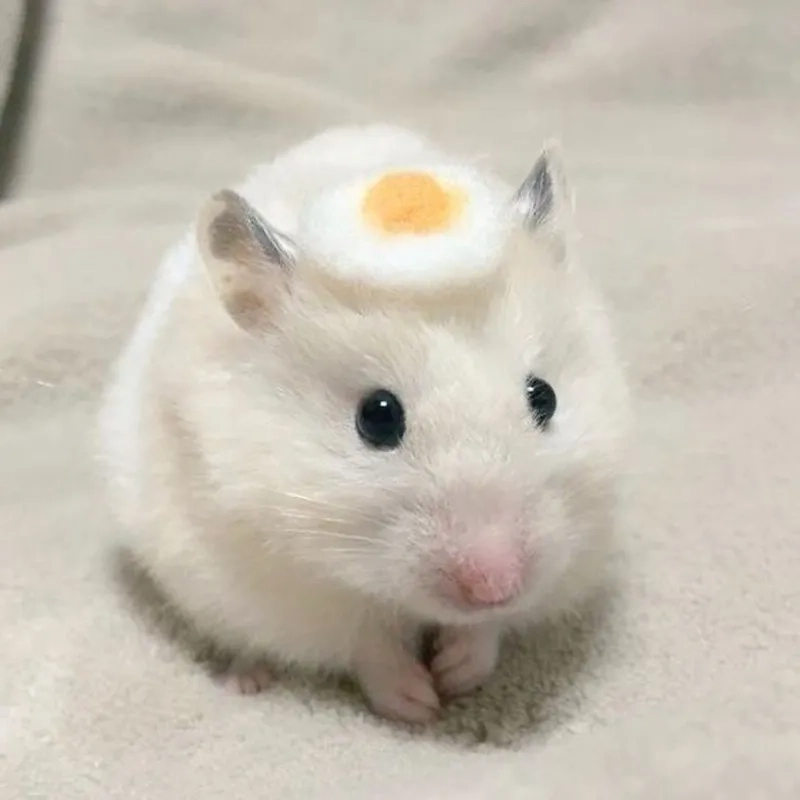 Sad hamster meme png chất lượng cao cho mọi bài đăng