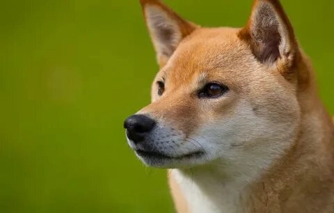 Thưởng thức bộ ảnh meme chó shiba độc đáo và vui nhộn