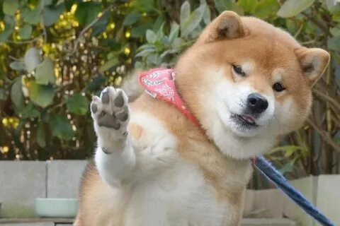 Thư giãn với ảnh chó shiba meme siêu dễ thương