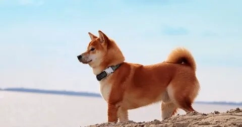 Dễ thương không chịu nổi với hình ảnh chó shiba meme