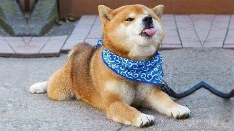 Hài hước và dễ thương với con chó shiba meme