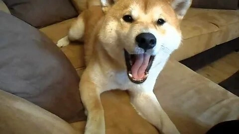 Cười nghiêng ngả với meme shiba bonk siêu độc