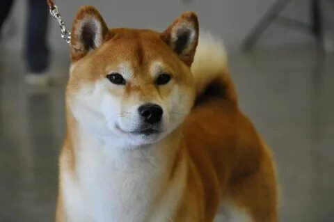 Tiếng cười bất tận với doge shiba inu dog meme