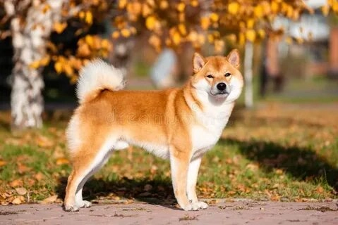 Tận hưởng những khoảnh khắc hài với shiba dog meme