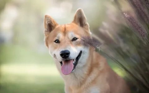 Vui nhộn và đáng yêu với shiba meme chó shiba