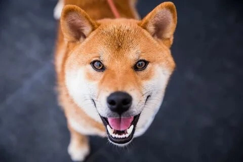 Tận hưởng sự hài hước qua meme con chó shiba