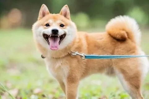 Bộ sưu tập dog meme shiba khiến bạn cười thả ga