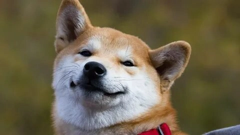 Hài hước cùng cheems shiba meme nổi bật