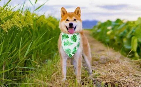 Hài hước cực đỉnh với meme chó shiba cầm gậy