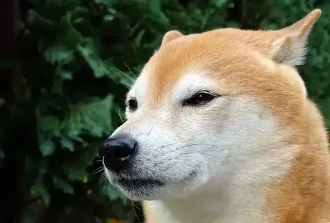 Tải ngay shiba meme png độc đáo và dễ thương