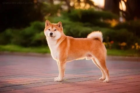 Cười sảng khoái với dog shiba meme thú vị