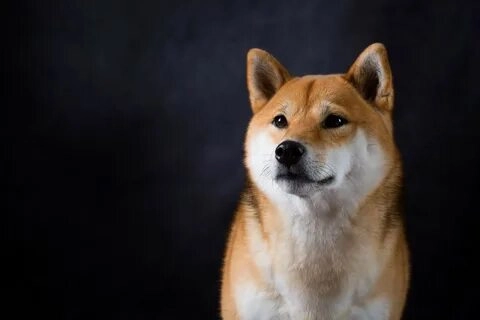 Xem ngay cheems doge meme siêu dễ thương