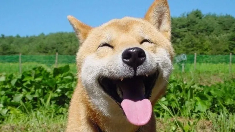 Chó shiba cười meme siêu đáng yêu, khiến ai cũng bật cười