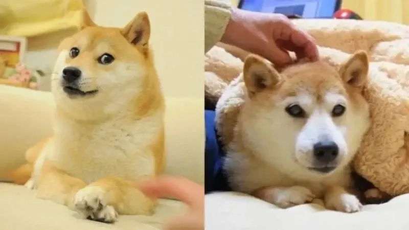 Shiba dog meme đáng yêu, tạo không khí vui tươi