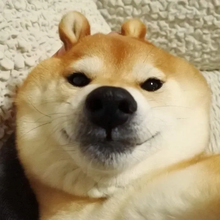 Hình ảnh chó shiba meme ngộ nghĩnh, tạo điểm nhấn cho bài viết