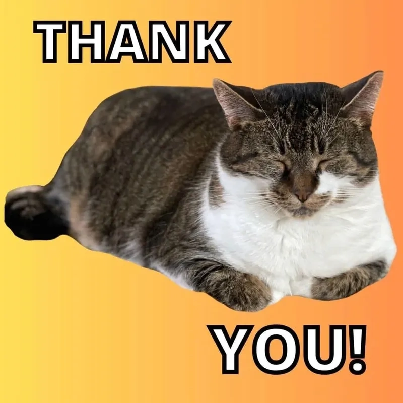 Meme cat thank you dễ thương và hài hước, khiến bạn không thể ngừng cười.