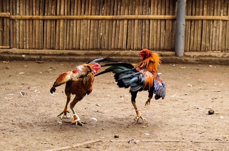 Cách Chơi Đá Gà Cựa Dao Tại VN88