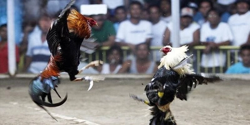 Đá Gà Cựa Dao 789club luôn được yêu thích