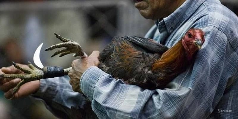 Nhiều lựa chọn trong ngày dành cho người chơi