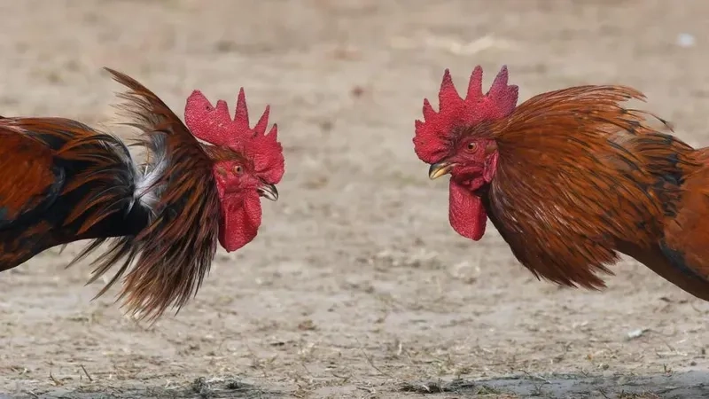 Làm sao để biết gà chiến có khả năng chịu đòn tốt?