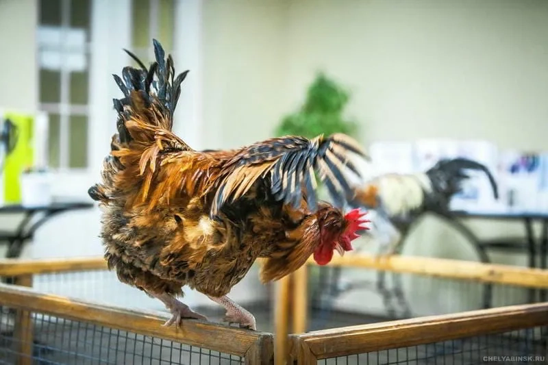 Lý do khiến đá gà cựa dao được yêu thích