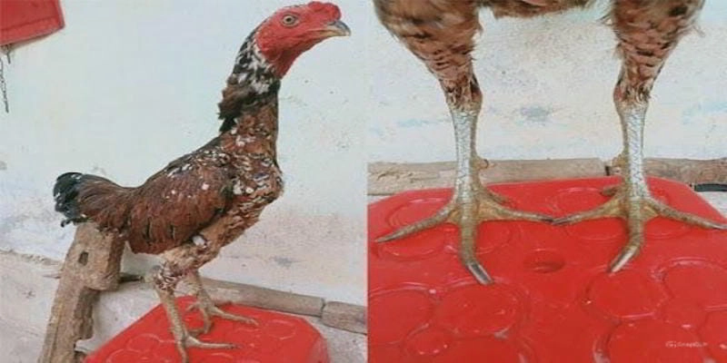 Một số lưu ý khi chọn giống gà