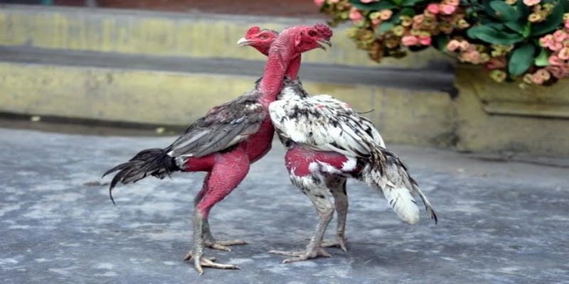 Chọn gà mái qua thân hình