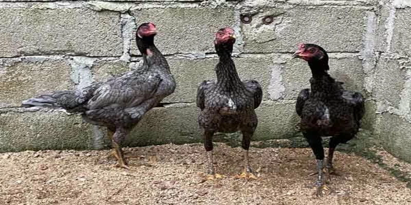 Vì sao phải chọn gà mái chọi?