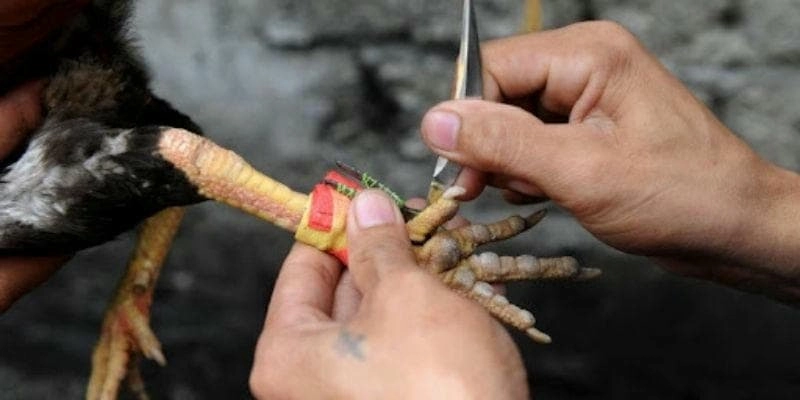 Xem trực tiếp đá gà cựa sắt tại Hi88 – trận đấu đỉnh cao mỗi ngày!