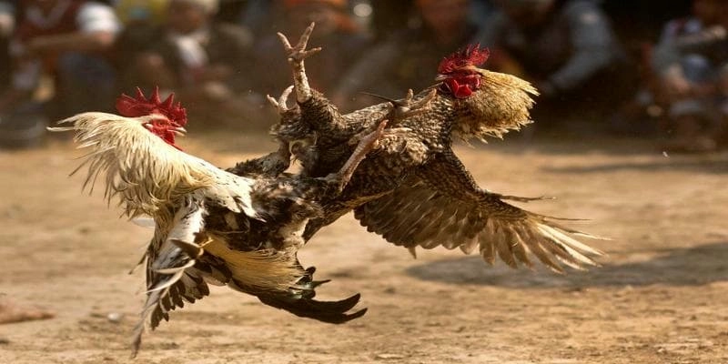 Tham gia đá gà cựa sắt tại Hi88 – kịch tính, minh bạch, dễ thắng!