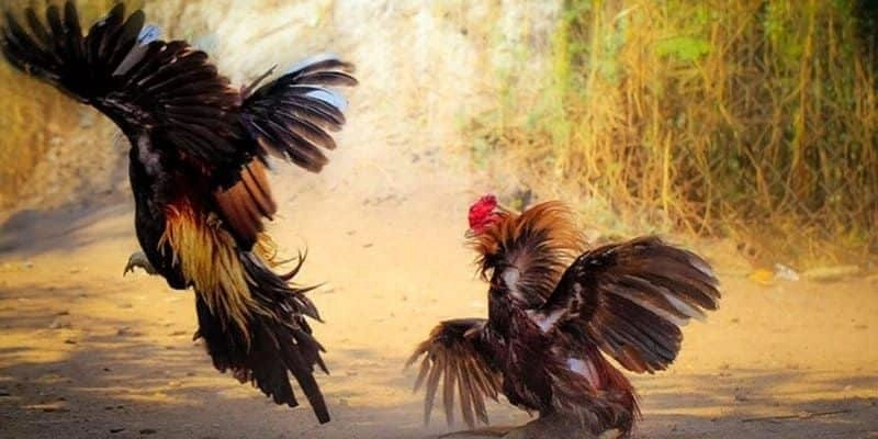 Tại Sao Dân Chơi Phát Cuồng Vì Đá Gà Lông Vũ Tại 789bet?