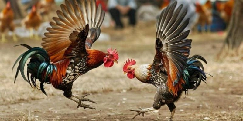 Chọn Gà Lông Vũ Bất Bại – Cao Thủ 789bet Bật Mí!