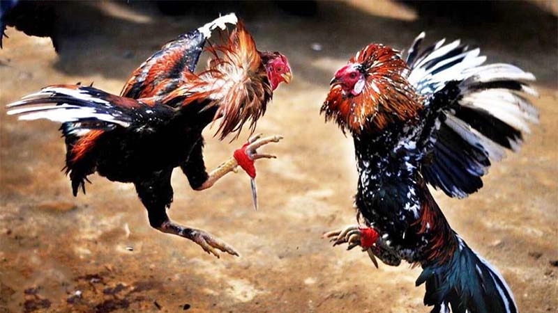 Cách Nuôi Gà Lông Vũ Bất Bại – Bí Mật Từ Cao Thủ 789bet
