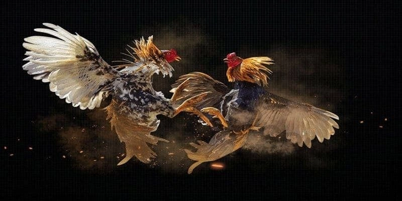 Khái quát về đá gà Thomo