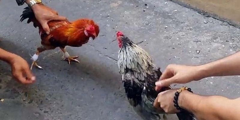 Nguyên tắc chơi và cách thức tổ chức các trận đá gà Thomo
