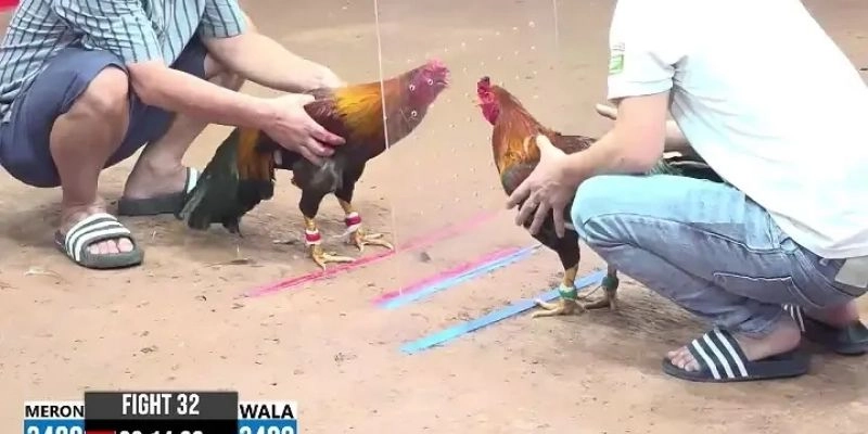Chiến lược cá cược đá gà Thomo từ chuyên gia giúp anh em chiến thắng lớn