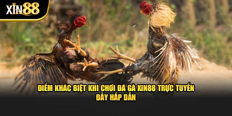 Điểm khác biệt khi chơi đá gà XIN88 trực tuyến đầy hấp dẫn