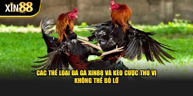 Các thể loại đá gà XIN88 và kèo cược thú vị không thể bỏ lỡ