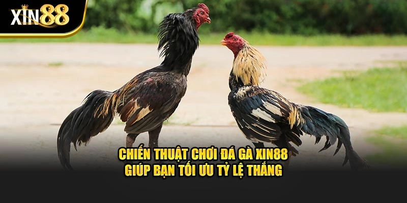 Chiến thuật chơi đá gà XIN88 giúp bạn tối ưu tỷ lệ thắng