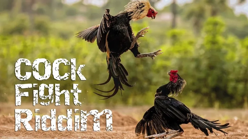  Khuyến mãi Đá Gà i9bet giúp tăng vốn cược lên đến 100% cho người chơi