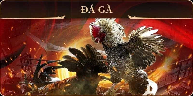 Những Điểm Đặc Sắc Khi Đá Gà Tại New88