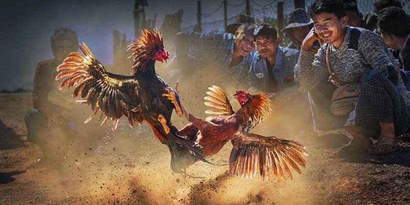 Những Quy Tắc Cơ Bản Trong Đá Gà