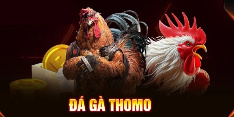 QQ88 – Nhà cái uy tín tổ chức đá gà Thomo trực tuyến